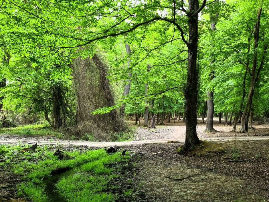 Платан дерево Самурский лес