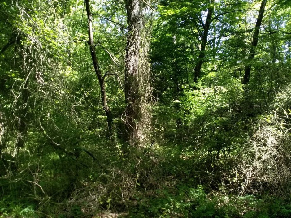 Лиановый лес Дербент