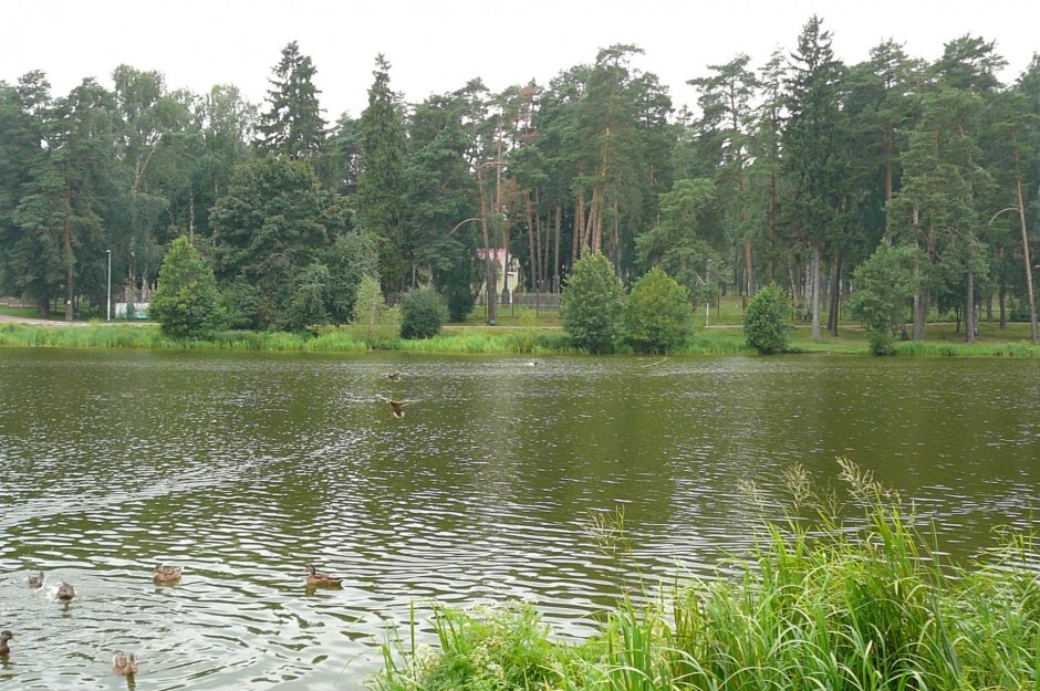 Лесное озеро в Кратово