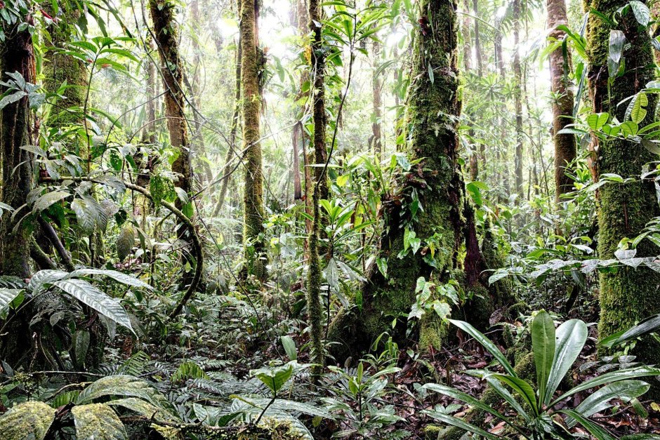 Тропический дождевой лес ретро