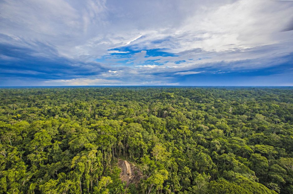 Леса в Бразилии Сельва