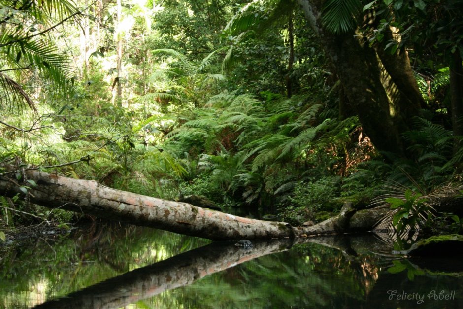 Дождевые леса Амазонии Скат