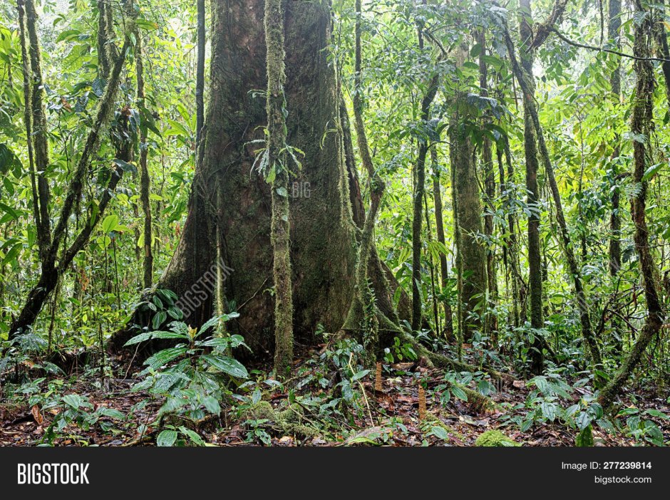 Тропикал Амазон, 35 см, Кения