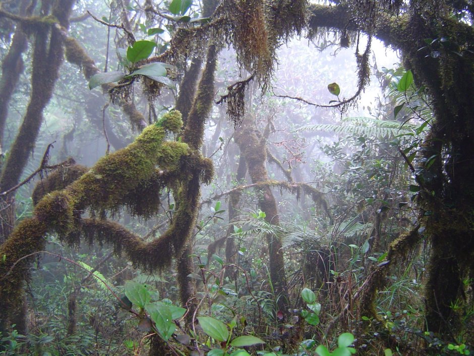 Динозавры которые живут в лесах Амазонии