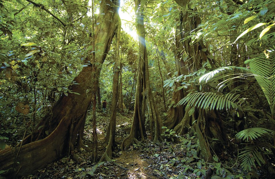 Тропические леса палеогена