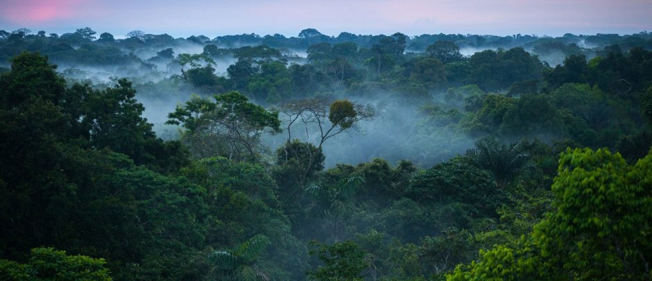 Тропические леса амазонки, Южная Америка