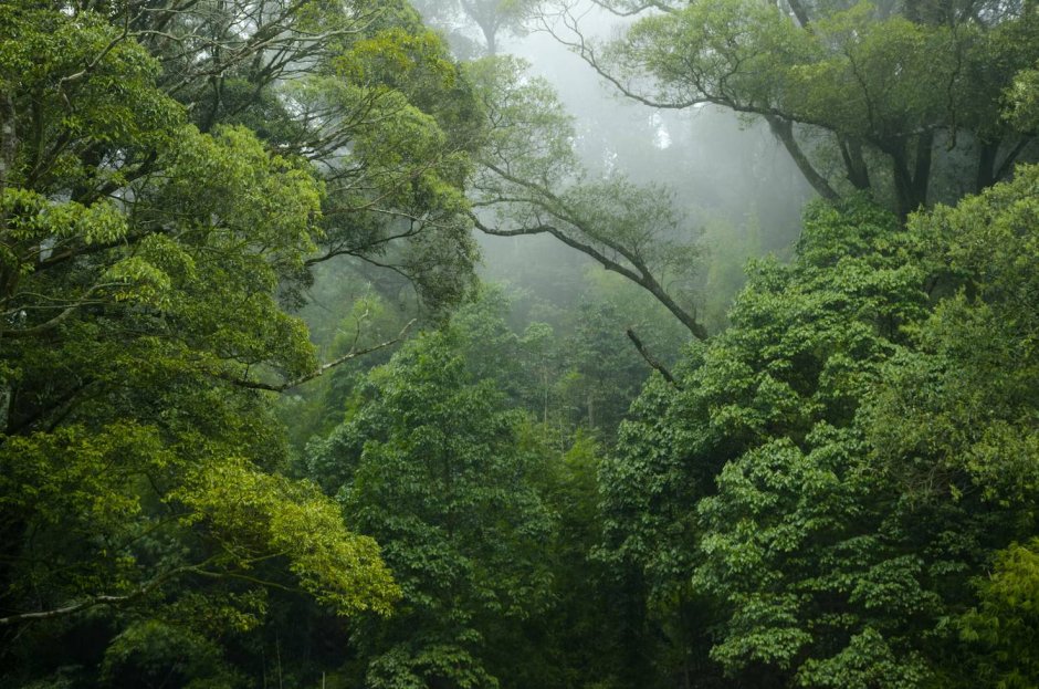Rain Forest (r2f)