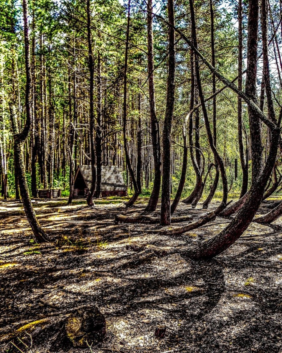Танцующий лес в Рязанской области