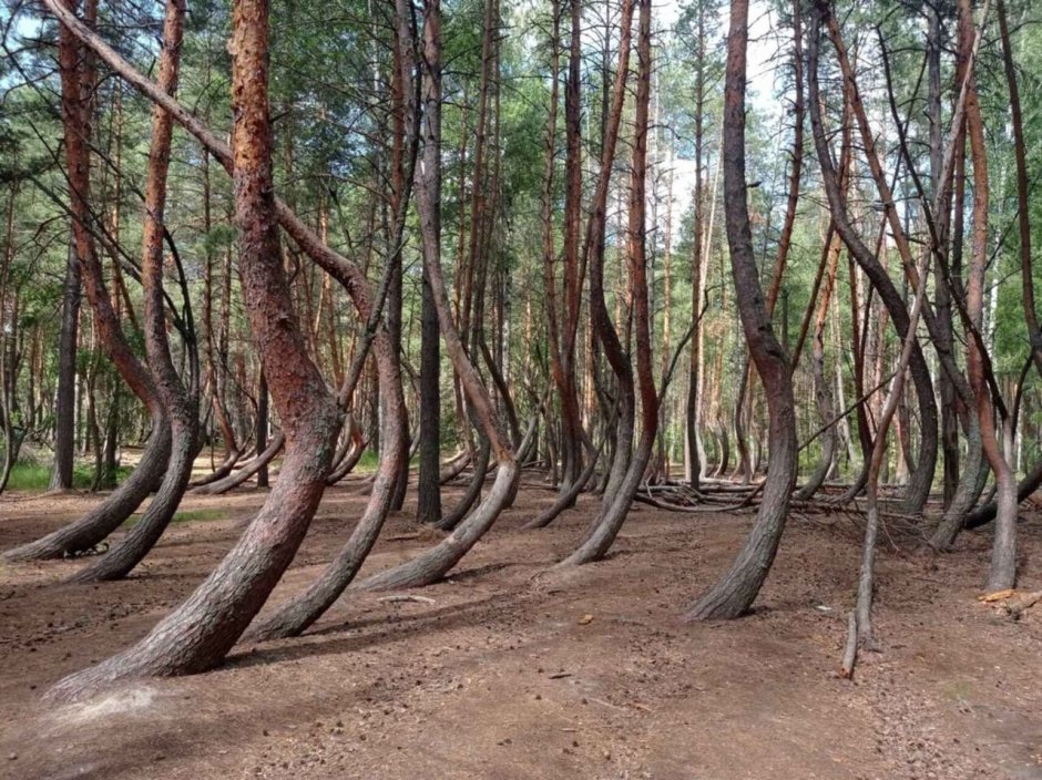 Пьяный лес в Шиловском