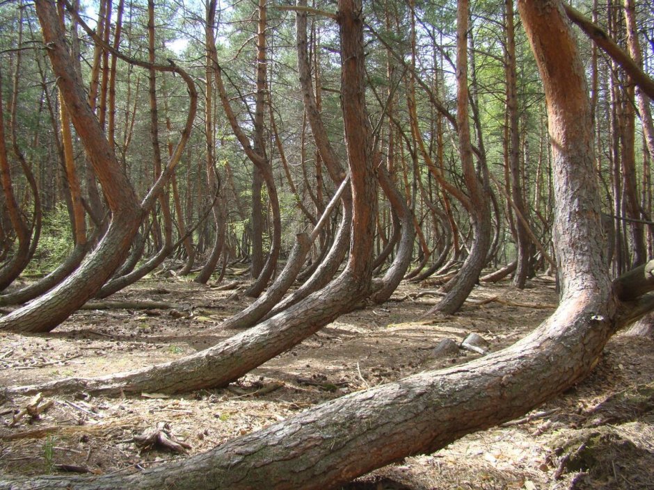 Танцующий лес в Тырново