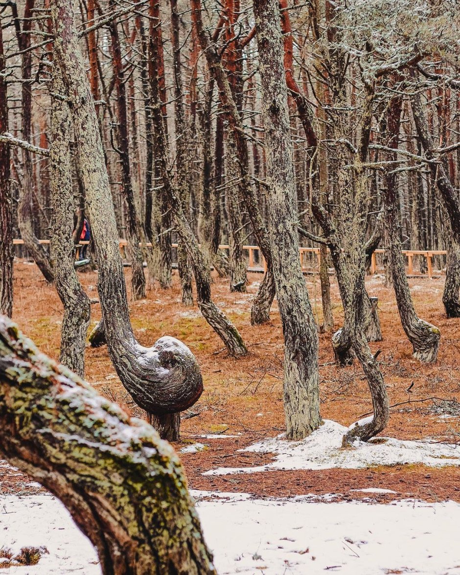 Танцующий лес на Куршской косе зимой