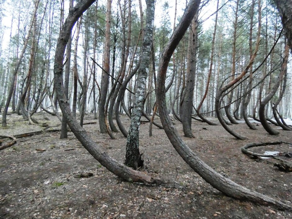 Ведьмин лес Рязанская область