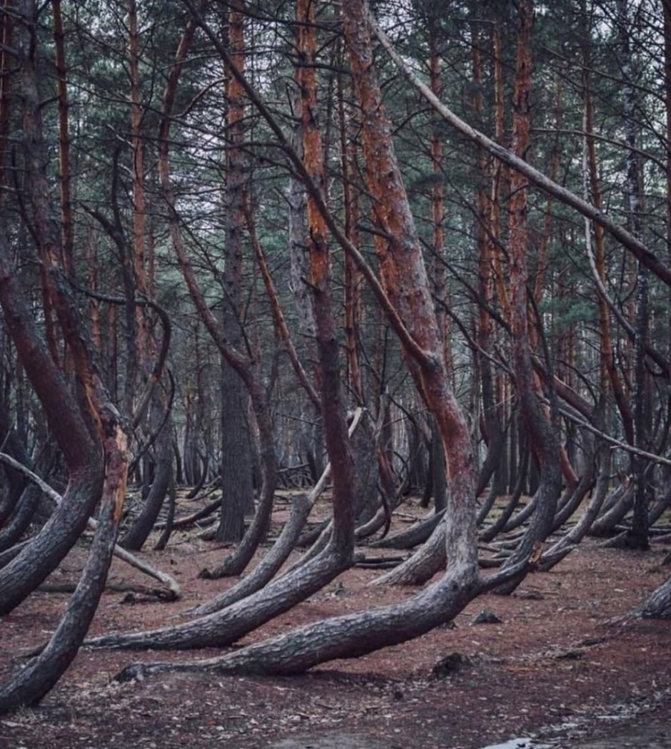 Ведьмин лес Рязанская область