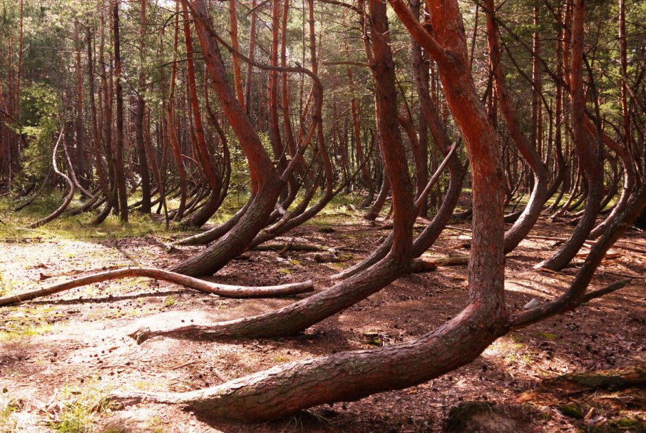 Танцующий лес в рязанской области