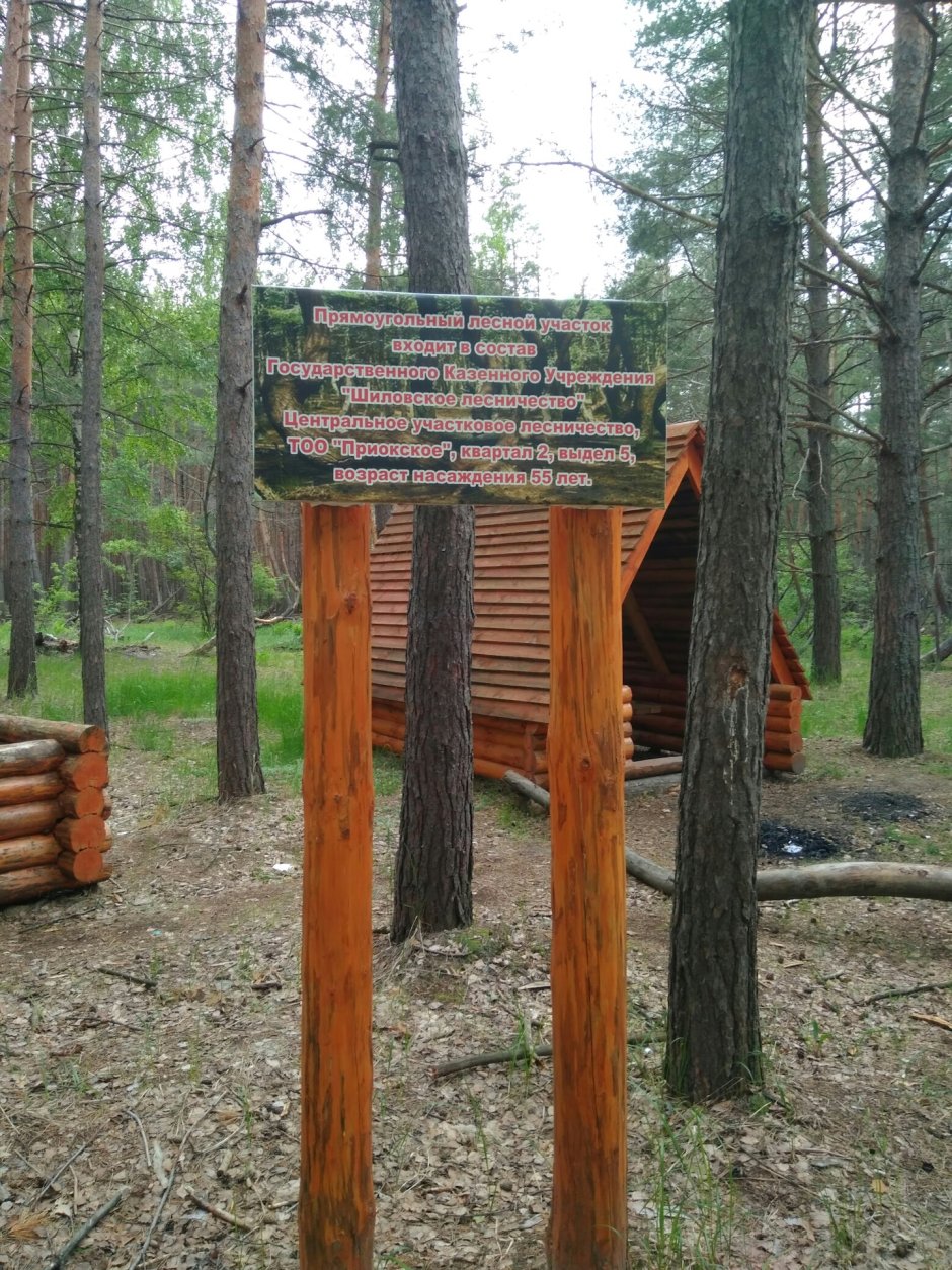 Пьяный лес Шилово