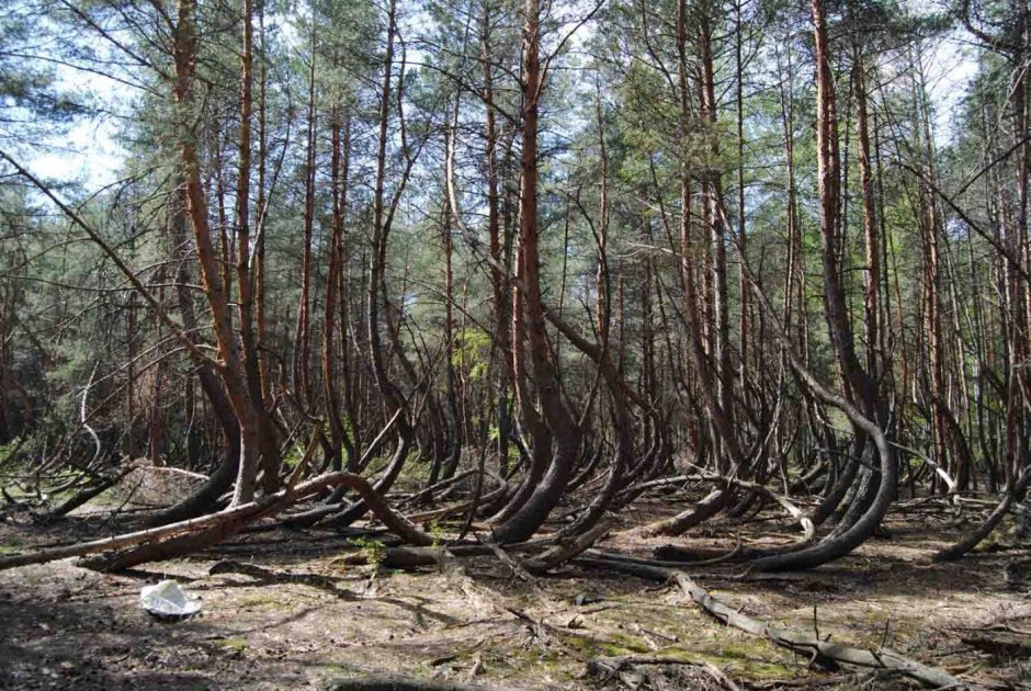 Ведьмин лес Брянск