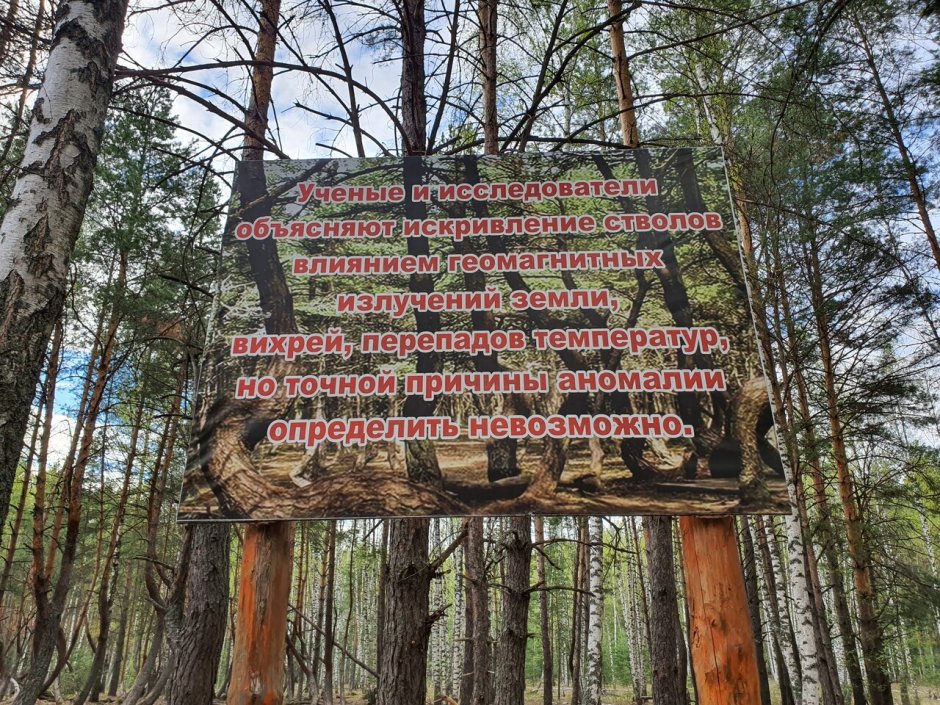 Пьяный лес Рязанская область маршрут