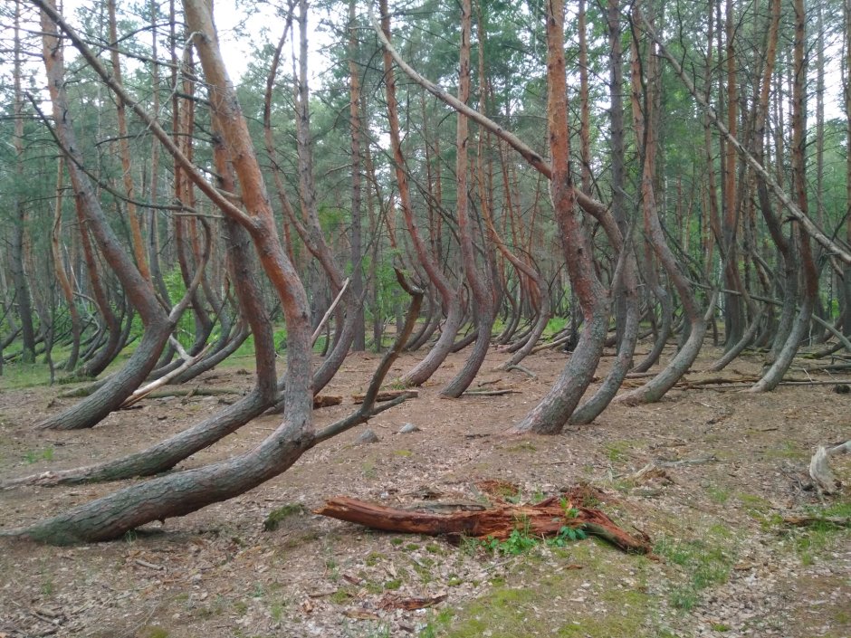 Тырново Рязанская область пьяный лес