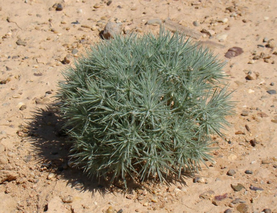 Рогач песчаный (Ceratocarpus arenarius l.)