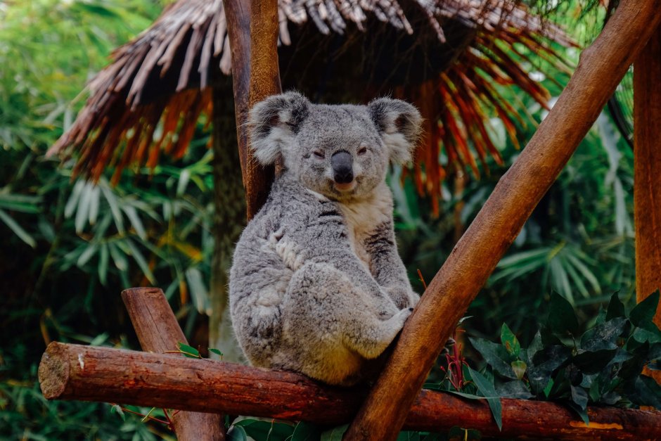Австралийский сумчатый медведь коала