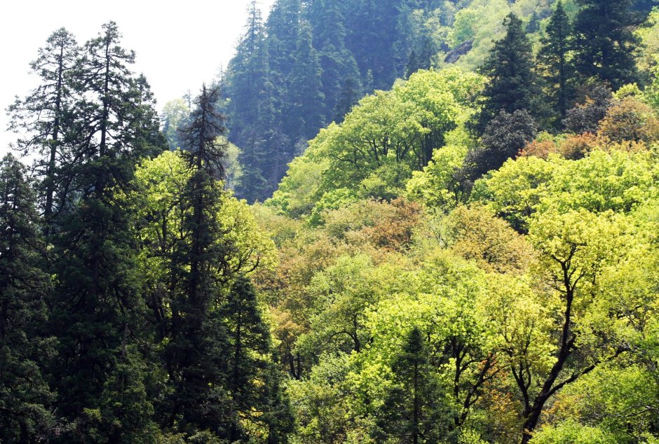 Жестколистные вечнозеленые леса Крыма