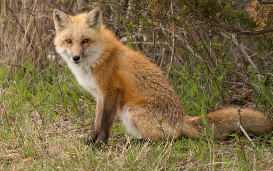 Кабардино-Балкарский заповедник лисица