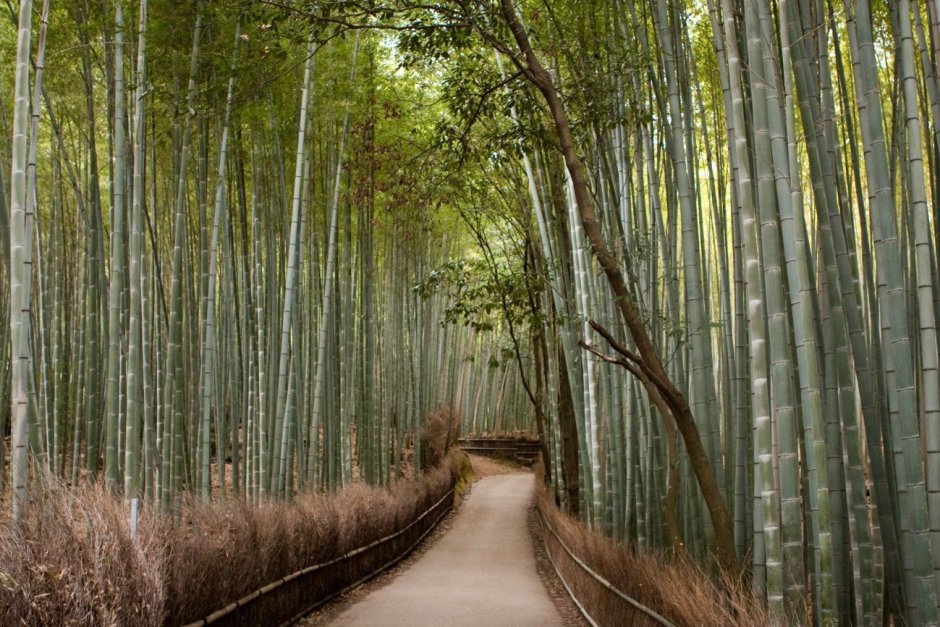 Бамбуковая роща Сагано парк Арасияма Киото