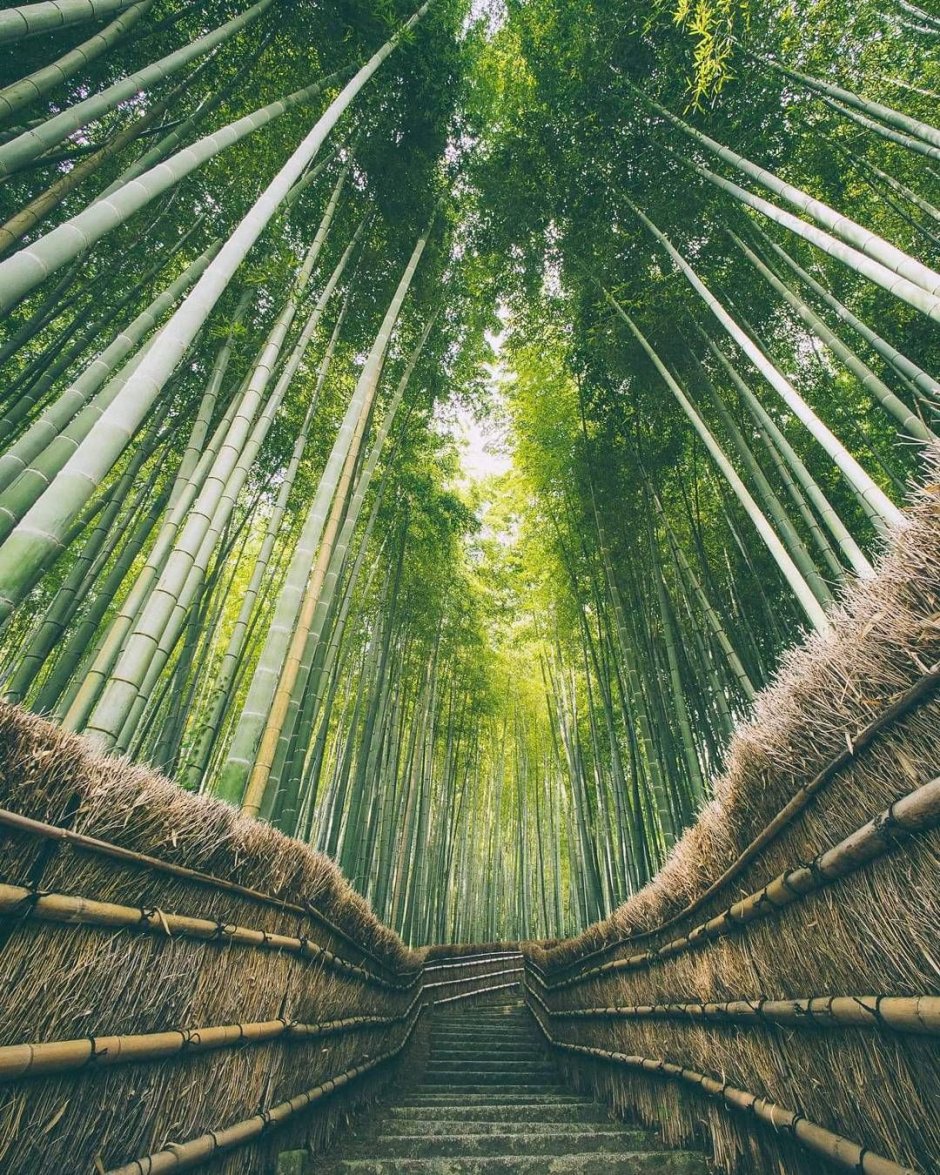 Бамбуковый лес с лучами солнца