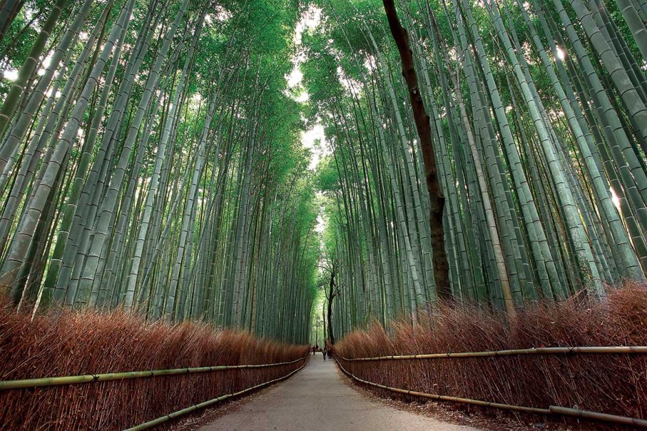 Храм Япония бамбуковый лес
