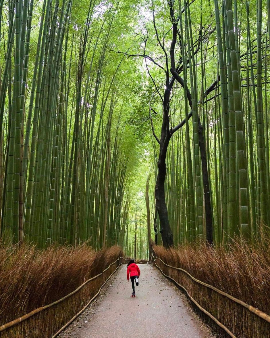 Аллен бамбуковый лес