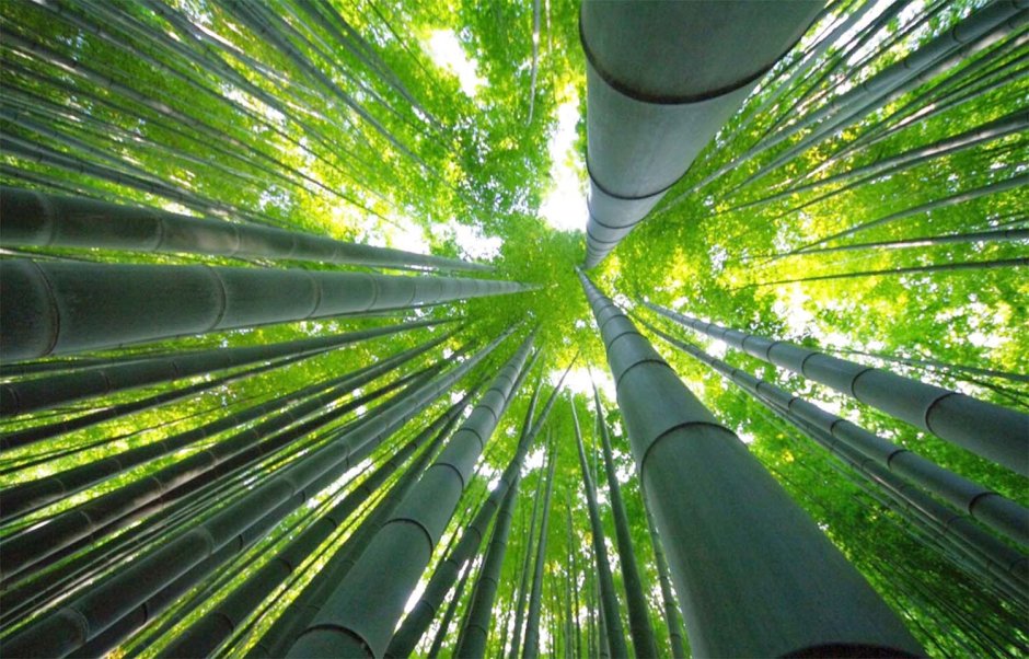 Бамбуковый лес HD