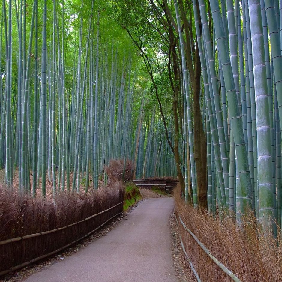 Kioto Arashiyama Bamboo
