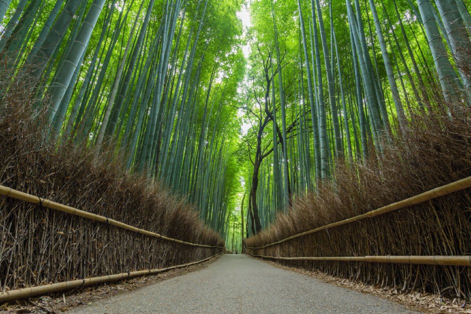 3. Бамбуковый лес Сагано(Киото).