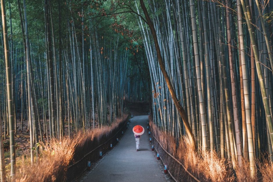 Бамбуковый лес Киото Япония