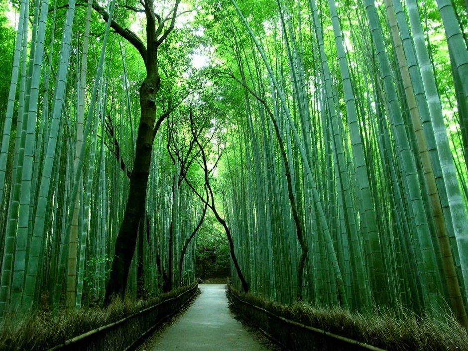 Бамбуковая роща Арасияма, Япония