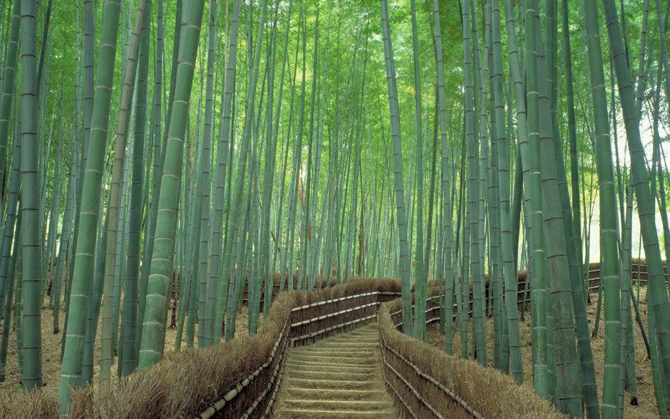 Киото бамбуковый лес новый год