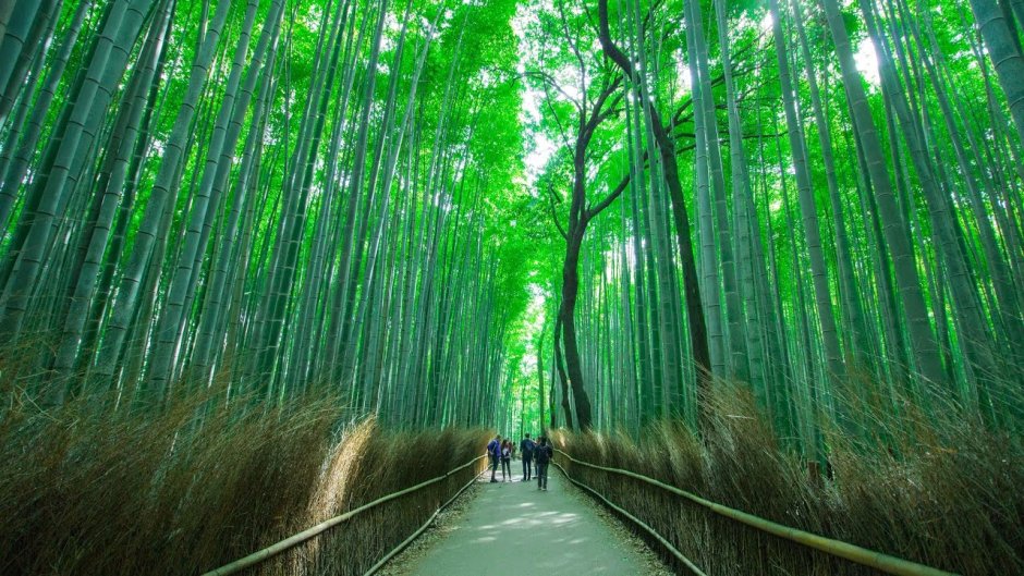 Бамбуковый парк
