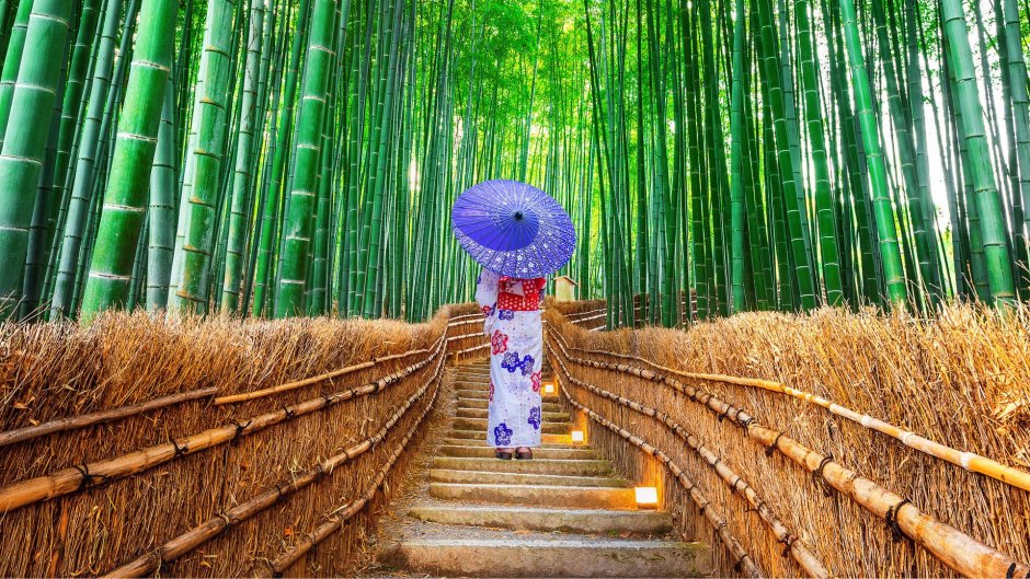 Бамбуковый парк, Киото, Япония