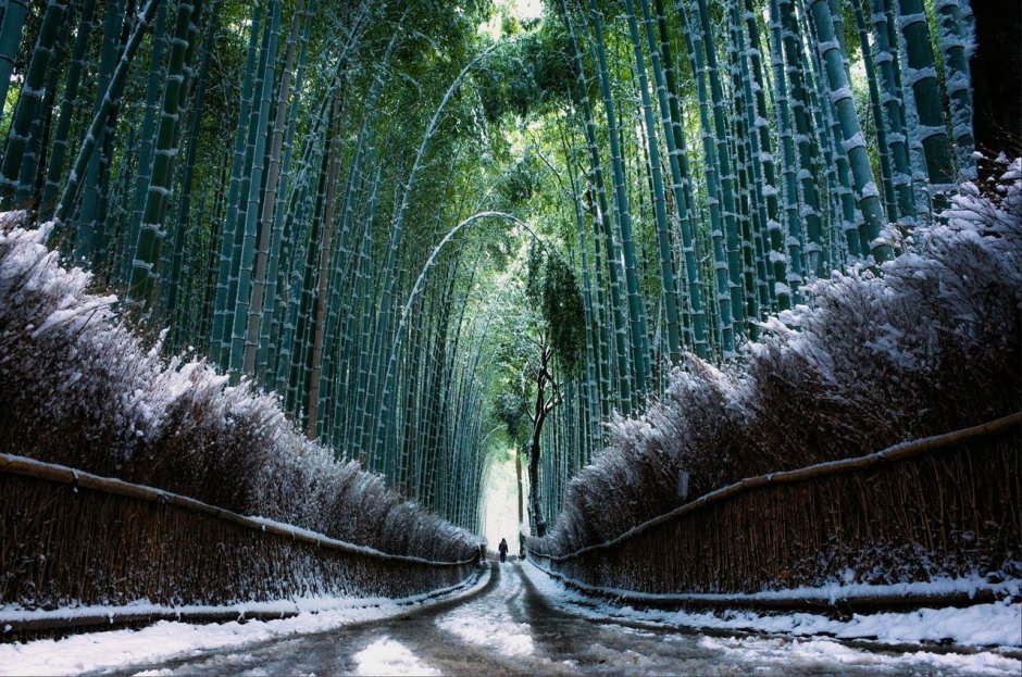 Бамбуковый лес Киото Япония