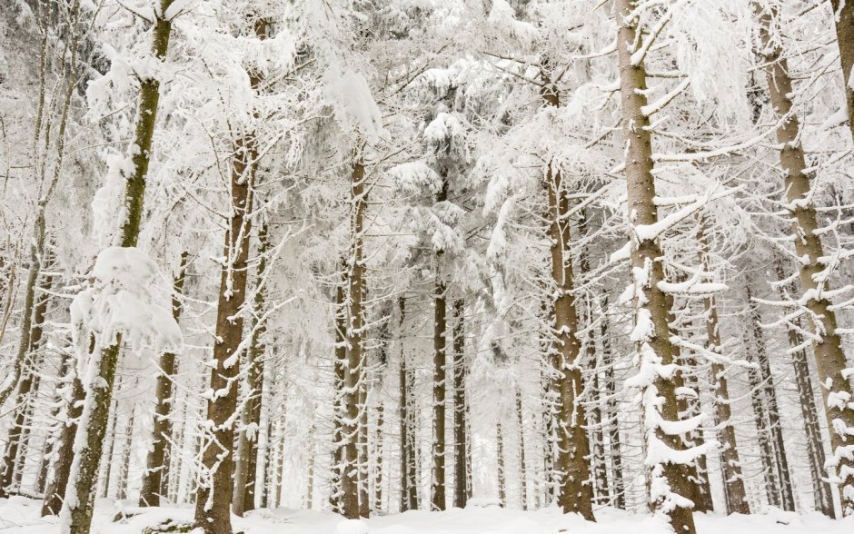 Зимний лес снегопад