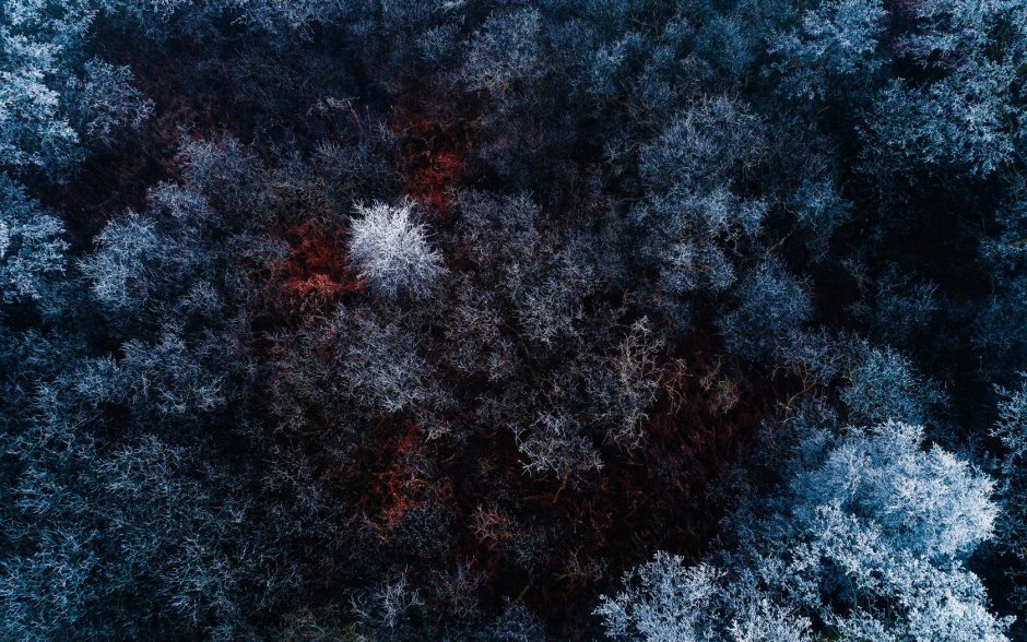 Ледяной лес