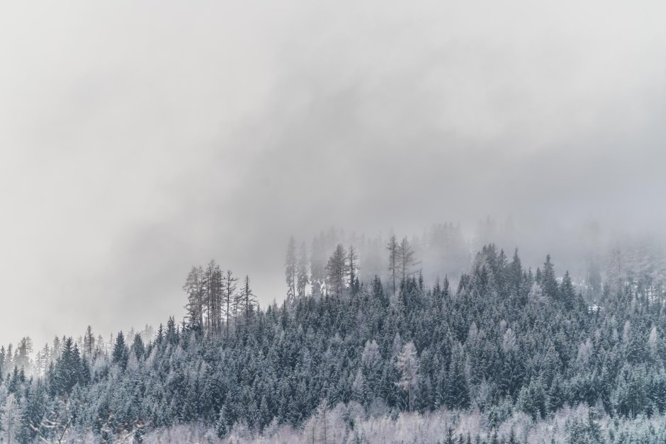 Лес снег туман