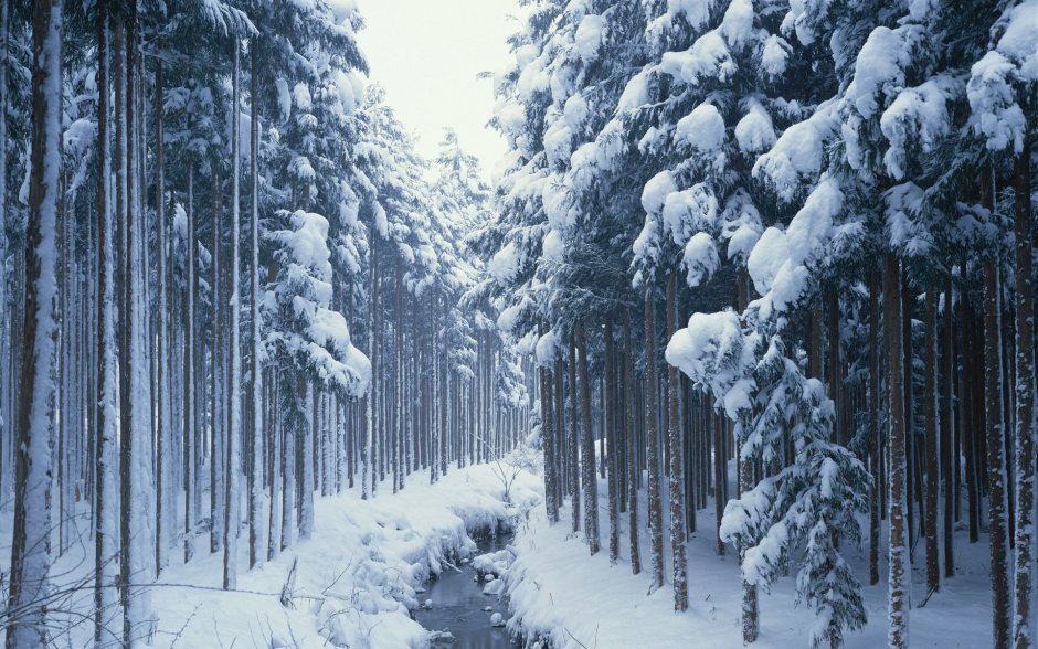 Красивый зимний хвойный лес