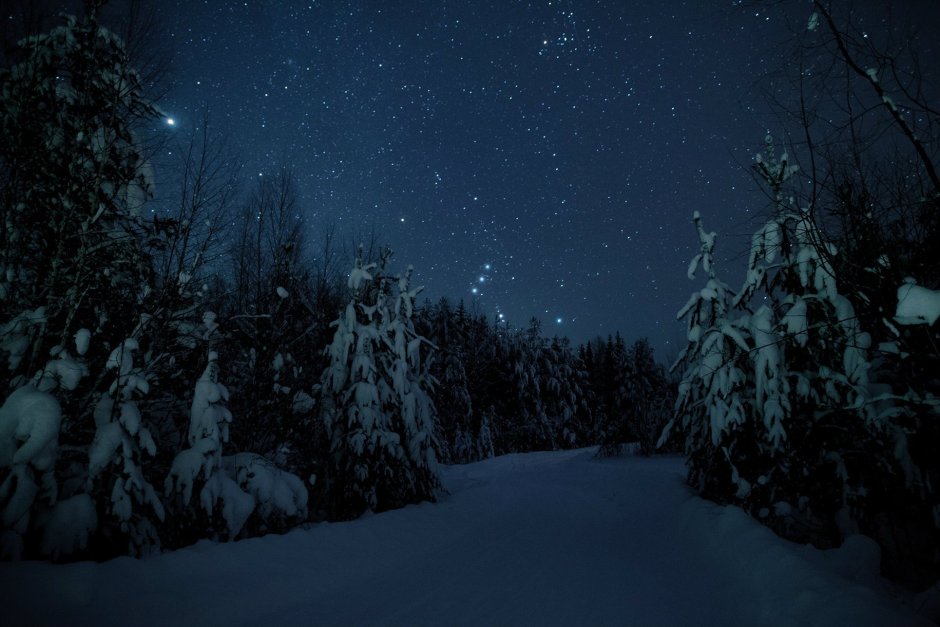Заснеженный лес ночью