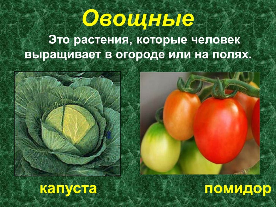 Культурные растения овощн