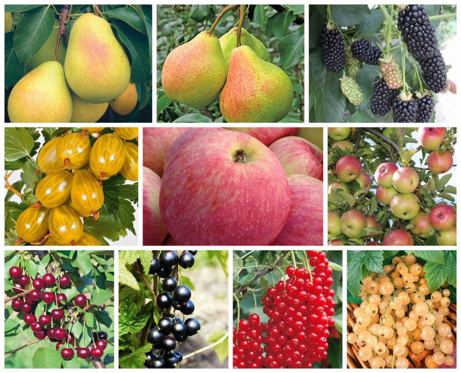 Саженцы плодово ягодных культур