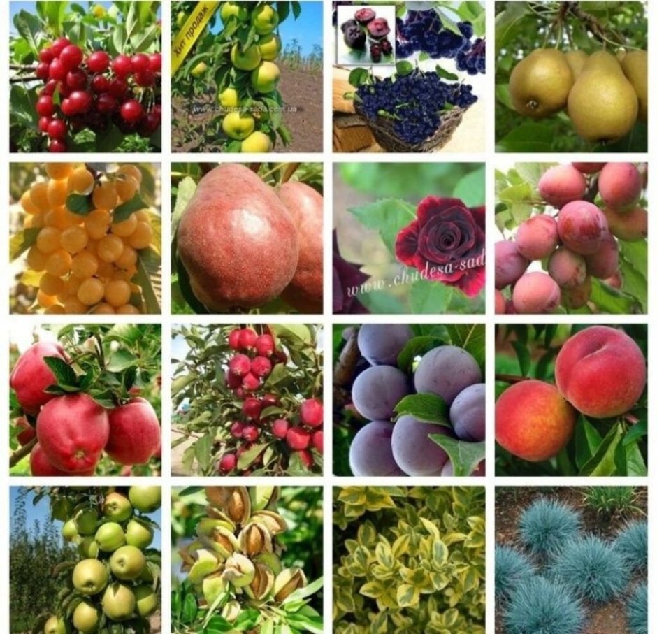 Саженцы плодовых деревьев /яблоня, груша, слива, вишня/