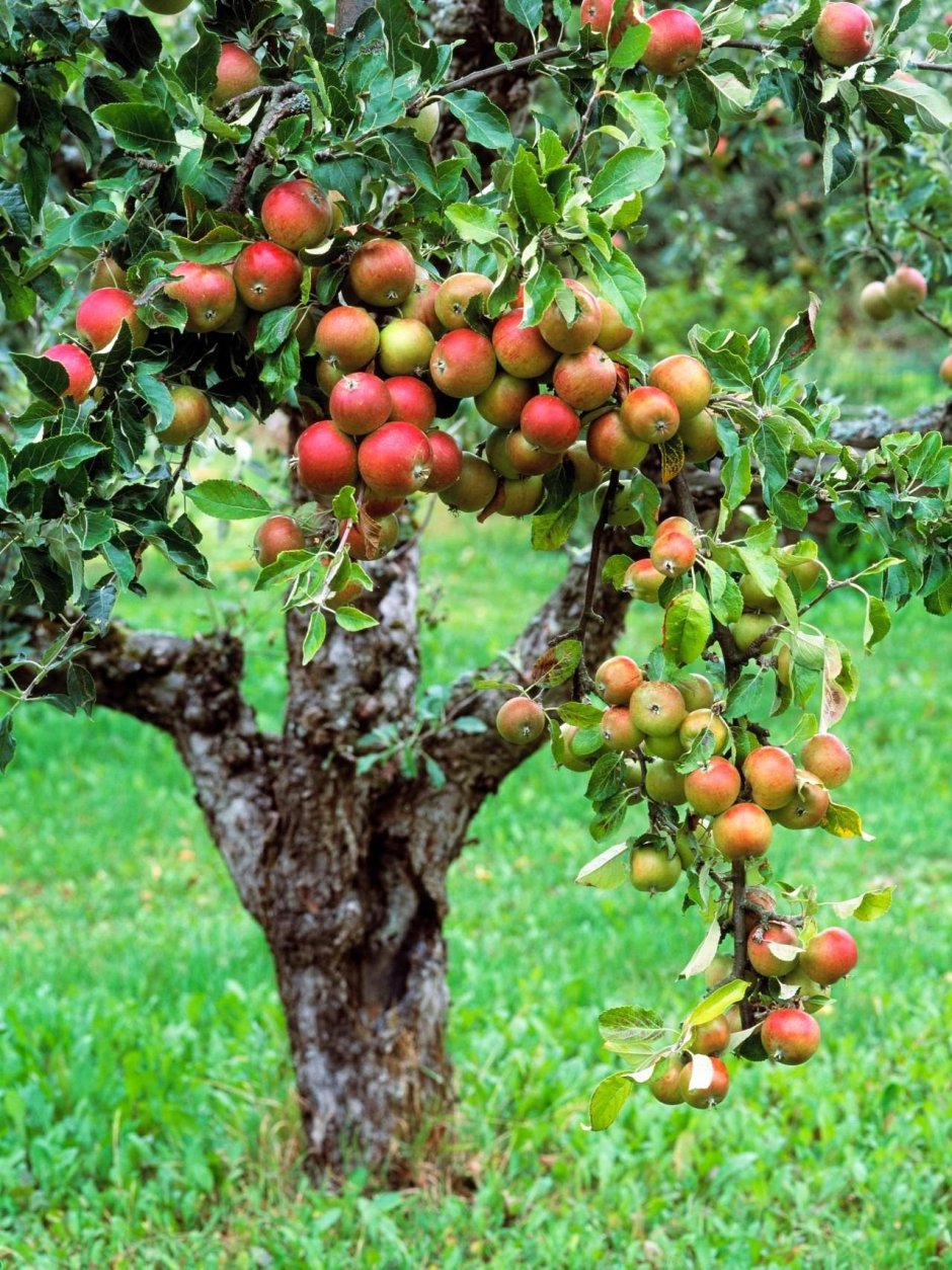 Карликовые плодовые деревья абрикос
