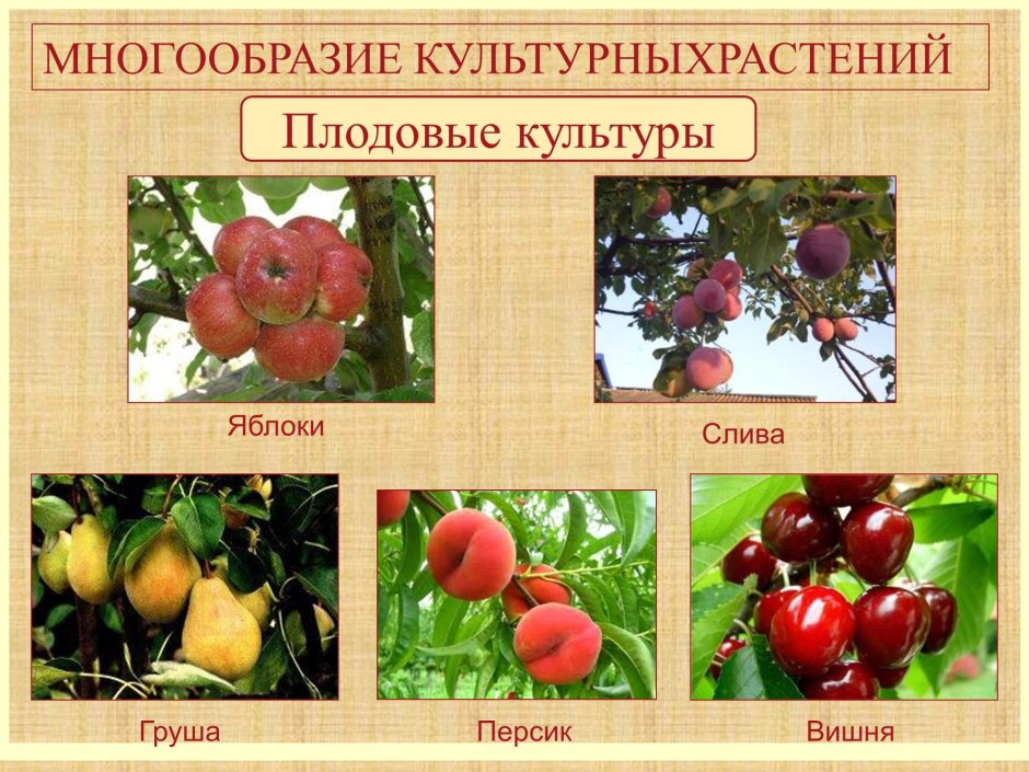 Плодовые культурные растения
