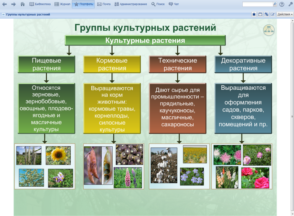 Классификация культурных растений